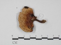 登錄號:F0002671藏品圖，第1張