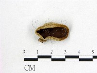 登錄號:F0002673藏品圖，第1張