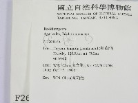 小菇屬藏品圖，第2張