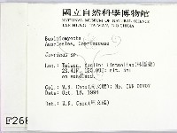 鬼傘屬藏品圖，第2張