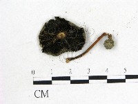 鬼傘屬藏品圖，第3張