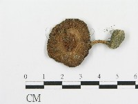 傘菌屬藏品圖，第1張