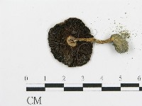 傘菌屬藏品圖，第3張