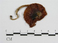 登錄號:F0002684藏品圖，第3張