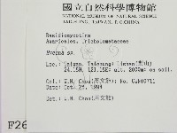 小菇屬藏品圖，第2張