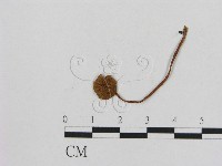 小菇屬藏品圖，第3張