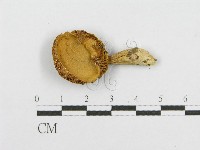 絨蓋牛肝菌屬藏品圖，第3張