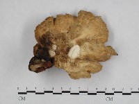 登錄號:F0002688藏品圖，第3張