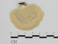 相鄰小孔菌藏品圖，第3張