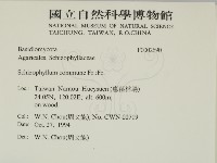 裂褶菌藏品圖，第2張