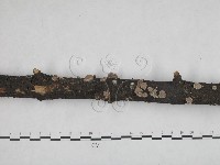 裂褶菌藏品圖，第3張