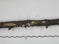 裂褶菌藏品圖，第4張