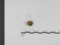 登錄號:F0002692藏品圖，第1張