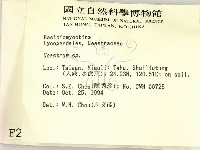 地星屬藏品圖，第2張