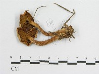 登錄號:F0002697藏品圖，第3張