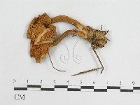 登錄號:F0002697藏品圖，第4張