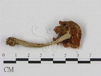 濕傘屬藏品圖，第3張