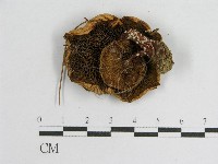 登錄號:F0002699藏品圖，第3張