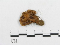 多孔菌屬藏品圖，第3張