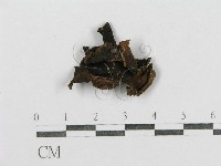 紅菇屬藏品圖，第1張