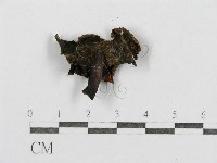 紅菇屬藏品圖，第3張