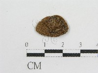 粉褶菌屬藏品圖，第1張