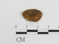 粉褶菌屬藏品圖，第3張