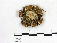 登錄號:F0002705藏品圖，第3張