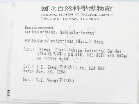 毛木耳藏品圖，第2張