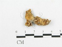 多孔菌屬藏品圖，第3張