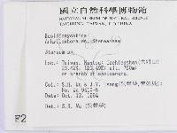 韌革菌屬藏品圖，第2張