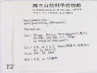 韌革菌屬藏品圖，第2張