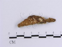 韌革菌屬藏品圖，第3張