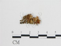 登錄號:F0002717藏品圖，第1張