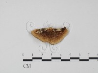 登錄號:F0002722藏品圖，第1張