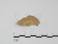 登錄號:F0002722藏品圖，第3張