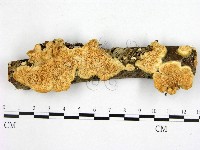 登錄號:F0002726藏品圖，第1張