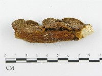 登錄號:F0002741藏品圖，第5張