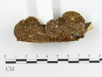 登錄號:F0002741藏品圖，第6張