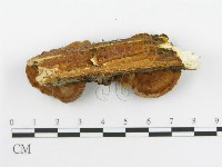 登錄號:F0002741藏品圖，第7張