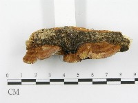 登錄號:F0002741藏品圖，第9張