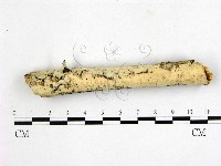 登錄號:F0002745藏品圖，第1張