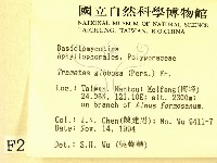 偏腫栓菌藏品圖，第2張