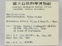 相鄰小孔菌藏品圖，第2張