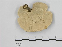 相鄰小孔菌藏品圖，第3張