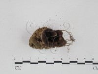 登錄號:F0002753藏品圖，第3張