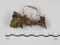 登錄號:F0002753藏品圖，第4張