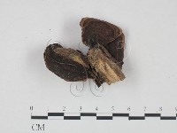 登錄號:F0002756藏品圖，第1張