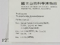 刺革菌屬藏品圖，第2張