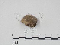 登錄號:F0002759藏品圖，第3張